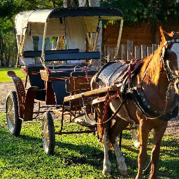 Hotel Fazenda com Animais em SP