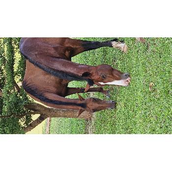 Hotel Fazenda com Cavalos em SP